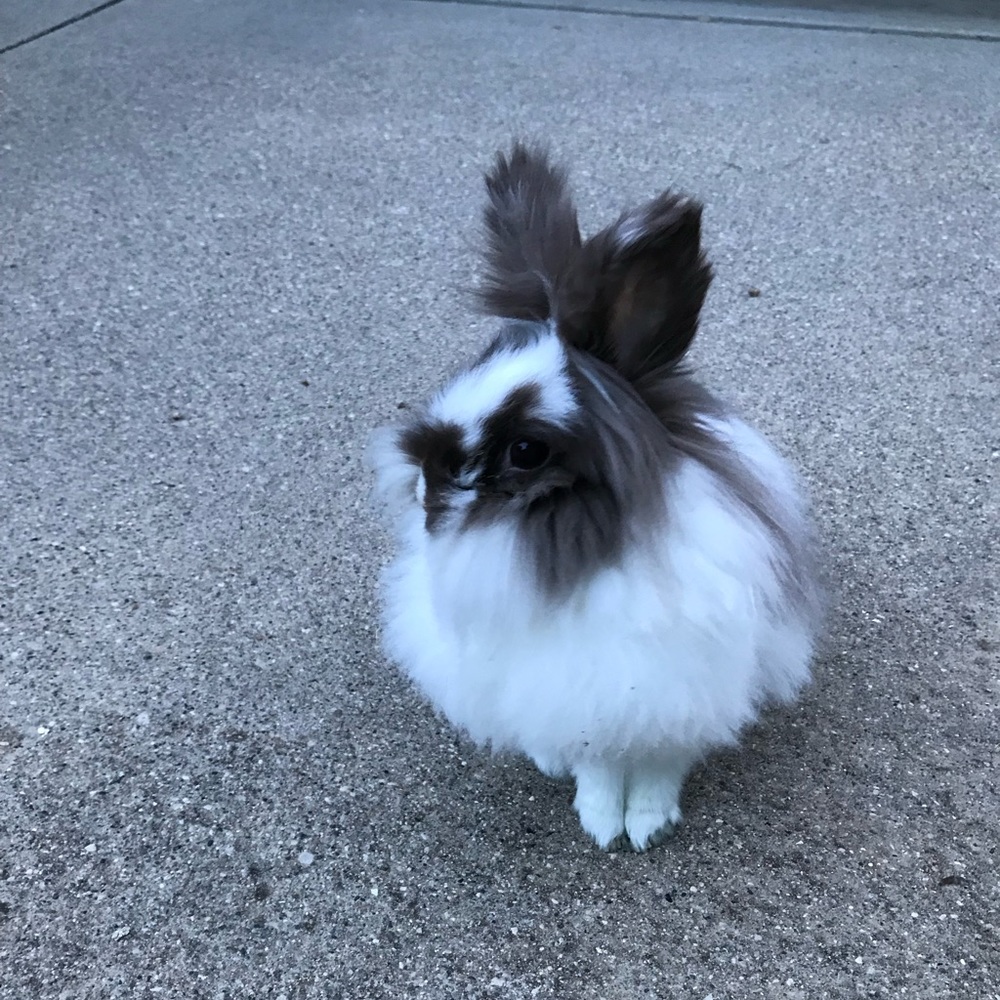 Meet your Posher, Brandy